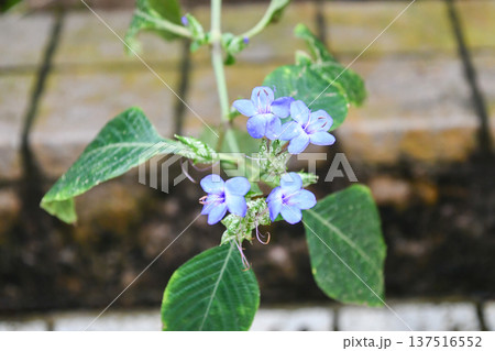 ルリハナガサ Blue sage ルリハナガサ Blue sage 137516552