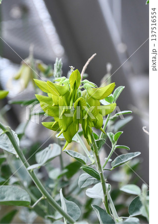 クロタラリア・カニンガミー Green bird flower クロタラリア・カニンガミー Green bird flower 137516554