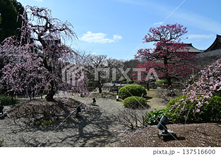 京都、東寺の梅花 京都、東寺の梅花 137516600