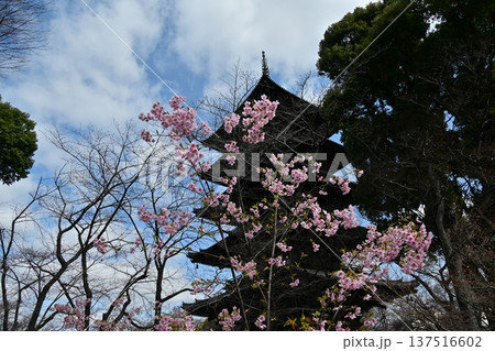 京都、東寺の梅花 137516602