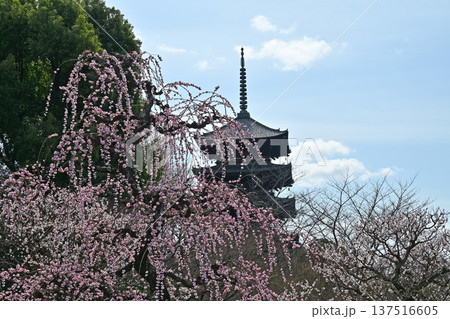 京都、東寺の梅花 京都、東寺の梅花 137516605