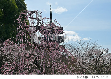 京都、東寺の梅花 137516606