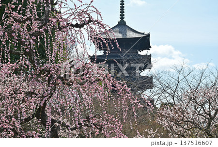 京都、東寺の梅花 京都、東寺の梅花 137516607