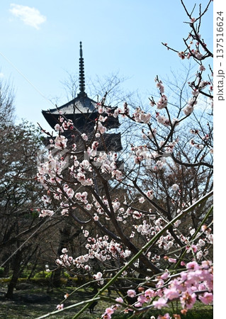 京都、東寺梅花 京都、東寺梅花 137516624