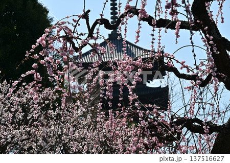 京都、東寺梅花 137516627