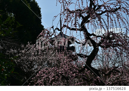 京都、東寺梅花 137516628