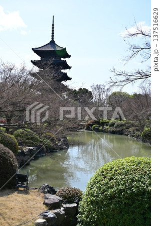 京都、東寺梅花 京都、東寺梅花 137516629