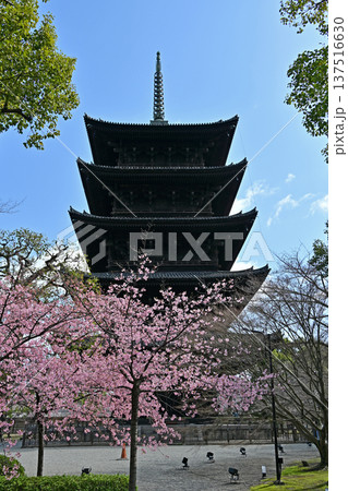 京都、東寺梅花 137516630