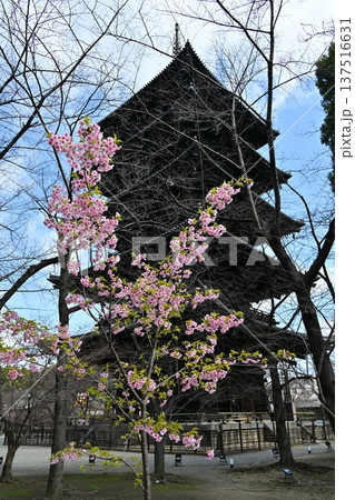 京都、東寺梅花 137516631