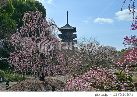 京都、東寺梅花 京都、東寺梅花 137516673