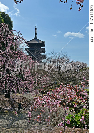 京都、東寺梅花 京都、東寺梅花 137516675