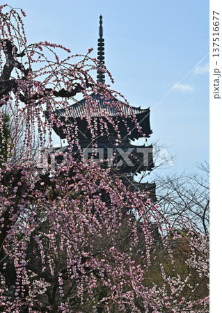 京都、東寺梅花 京都、東寺梅花 137516677