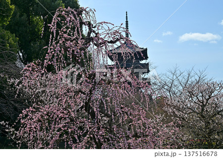 京都、東寺梅花 京都、東寺梅花 137516678