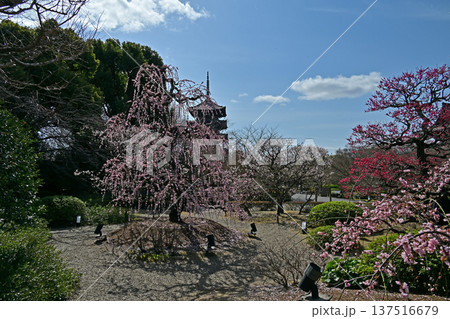 京都、東寺梅花 137516679