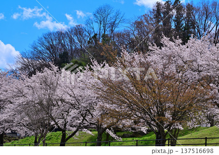 満開の矢瀬遺跡の桜 群馬県みなかみ町 満開の矢瀬遺跡の桜 群馬県みなかみ町 137516698