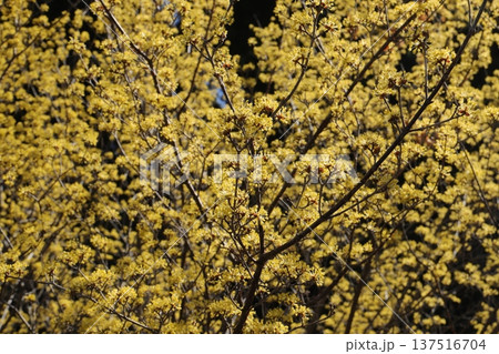 いばらきフラワーパーク いばらきフラワーパーク 137516704