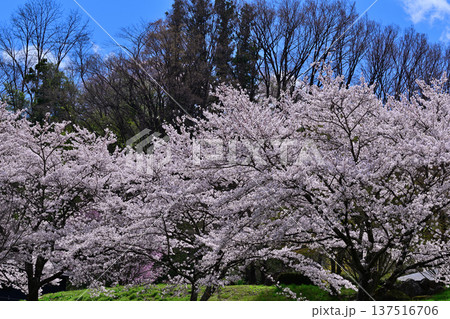 満開の矢瀬遺跡の桜 群馬県みなかみ町 満開の矢瀬遺跡の桜 群馬県みなかみ町 137516706