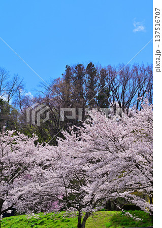 満開の矢瀬遺跡の桜 群馬県みなかみ町 満開の矢瀬遺跡の桜 群馬県みなかみ町 137516707
