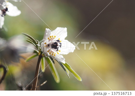 春の妖精 セツブンソウの花 春の妖精 セツブンソウの花 137516713