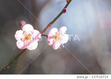 ピンクの梅の花 ピンクの梅の花 137516714