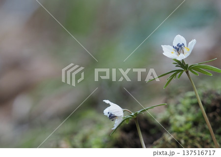 春の妖精　節分草の花 137516717