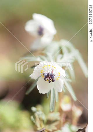 春の妖精　セツブンソウの花　 137516718