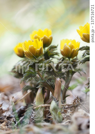幸福を呼ぶ福寿草の花　 137516721