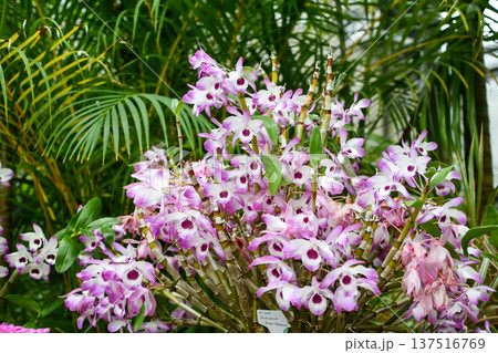デンドロビウム・ビゼン「アケボノ」　Dendrobium Bizen 'Akebono' 137516769