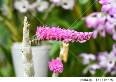 デンドロビウム・セクンドゥム　Dendrobium secundum 137516770
