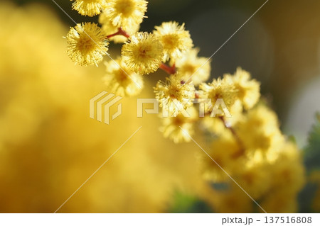 まるくてかわいいミモザの花 137516808