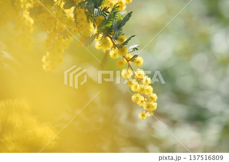 まるくてふわふわなミモザの花 137516809