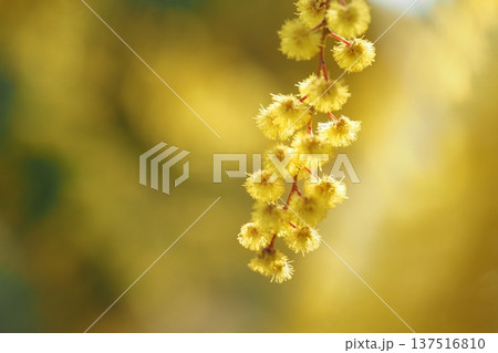 まるくてふわふわなミモザの花 まるくてふわふわなミモザの花 137516810