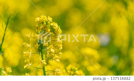春風になびく菜の花 137516882