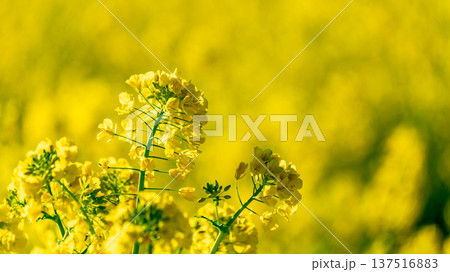 春 菜の花 春 菜の花 137516883