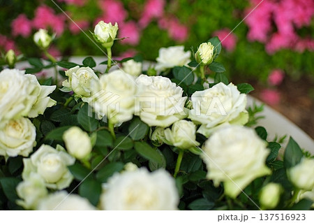 白いバラ 白いバラ 137516923