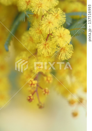まるくてふわふわなミモザの花のアップ 137516993