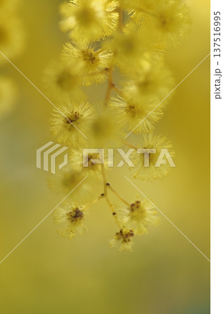 ミモザの花のアップ 137516995