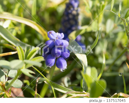 野原に咲いたムスカリの花 野原に咲いたムスカリの花 137517045
