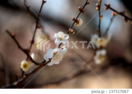 初春のに咲く梅の花 初春のに咲く梅の花 137517067