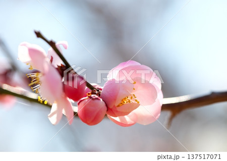 初春のに咲く梅の花 137517071
