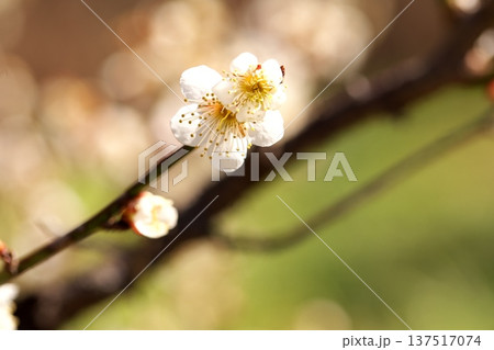 初春のに咲く梅の花 137517074