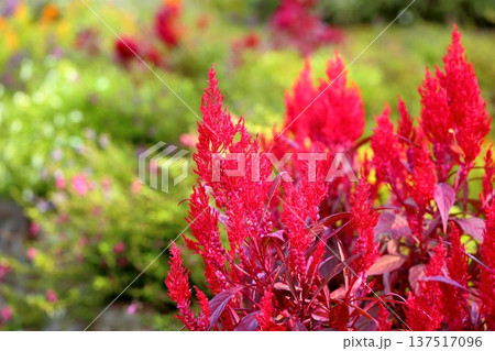 鮮やか ケイトウの花 鮮やか ケイトウの花 137517096