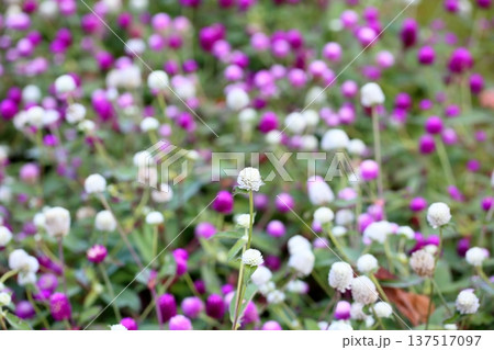 爽やか　センニチコウの花 137517097