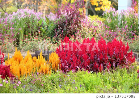 鮮やか　ケイトウの花 137517098