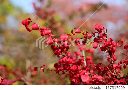 コマユミ紅葉 コマユミ紅葉 137517099