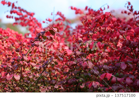 コマユミ紅葉 137517100