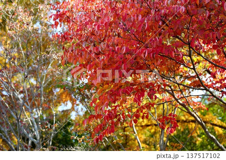 紅葉 ヤマボウシの葉 紅葉 ヤマボウシの葉 137517102