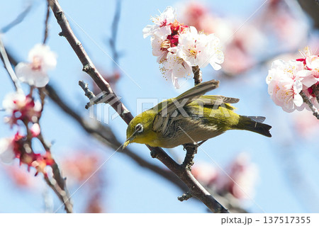 桜の枝に止まるメジロ 桜の枝に止まるメジロ 137517355