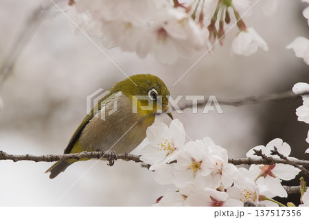 桜の枝にとまるメジロ 137517356