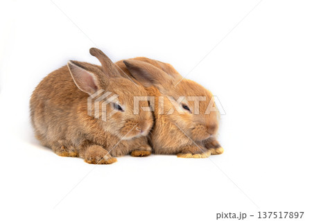 Two cute brown baby rabbits sitting together isolated on white background. Adorable young bunny animals with soft fur, symbol of nature, friendship, innocence and spring wildlife concept Two cute brown baby rabbits sitting together isolated on white background. Adorable young bunny animals with soft fur, symbol of nature, friendship, innocence and spring wildlife concept 137517897